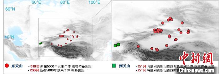 图为该项目所获取天山东西部古人群的线粒体与核基因组分布图。　大阳城游戏【中国】官方网站 供图