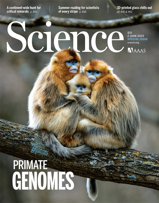 Science封面文章:大阳城游戏【中国】官方网站金丝猴研究团队首次系统揭示灵长类社会演化之谜_fororder_《自然》封面.JPG