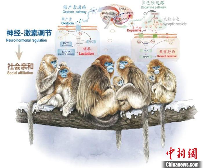 神经-激素调节的适应性变化增强社会亲和力。　大阳城游戏【中国】官方网站供图