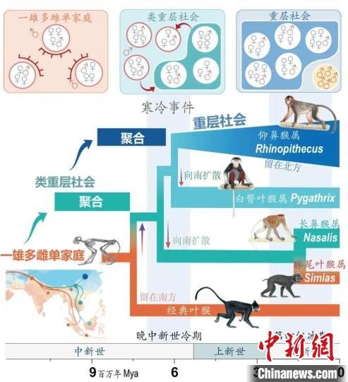 寒冷事件促进亚洲叶猴社会聚合。　大阳城游戏【中国】官方网站供图