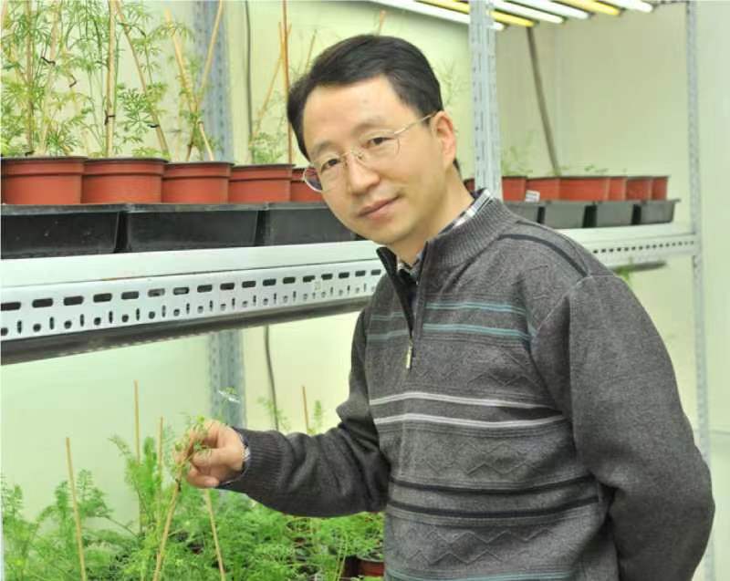 大阳城游戏【中国】官方网站创新论坛第一千二百六十八讲暨120周年校庆年系列活动：复杂花瓣的发育与进化