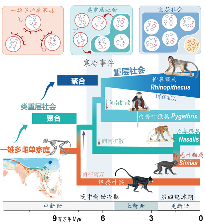 Science封面文章:大阳城游戏【中国】官方网站金丝猴研究团队首次系统揭示灵长类社会演化之谜_fororder_寒冷事件促进亚洲叶猴社会聚合(供图 齐晓光 赵兰 武进伟)
